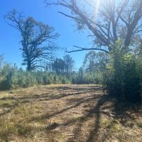 44 Acres in Simpson County MS