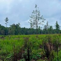 Vancleave MS 33 - Acres for sale images 4