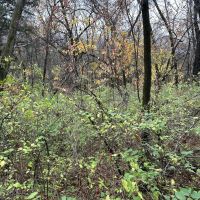 8 acres m l - Bentonsport IA - Van Buren County images 4