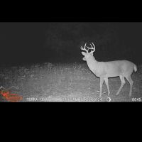 Guided whitetail deer hunts Williamson County