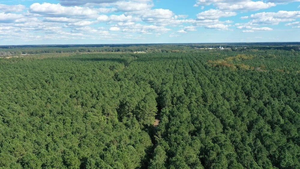 Managed Mature Pine Timber Investment Property featured image