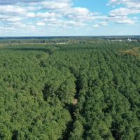 Managed Mature Pine Timber Investment Property