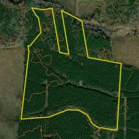 Managed Mature Pine Timber Investment Property images 2