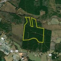 Managed Mature Pine Timber Investment Property images 3