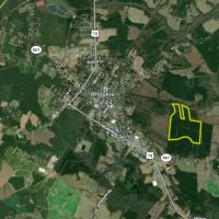 Managed Mature Pine Timber Investment Property images 4