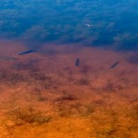 New Listing 8 - Acres Taylor County images 5