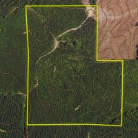 Beautiful Recreational And Commercial Timber Investment images 2