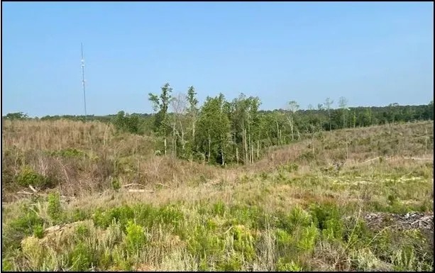94.8 Acres in Carroll County in Carrollton MS featured image