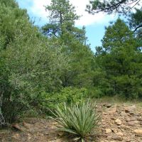 141 Blackhawk Ranch images 5