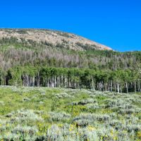 Tomichi Dome Hunting Ranch images 5