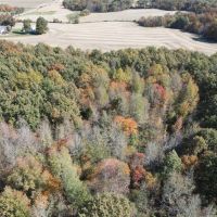 28 Acres in White County with Cabin images 4