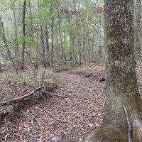 28.80 Acres in Simpson County MS images 3