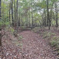 28.80 Acres in Simpson County MS images 4