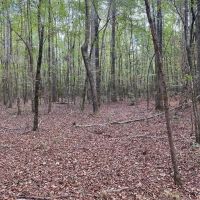 28.80 Acres in Simpson County MS images 5