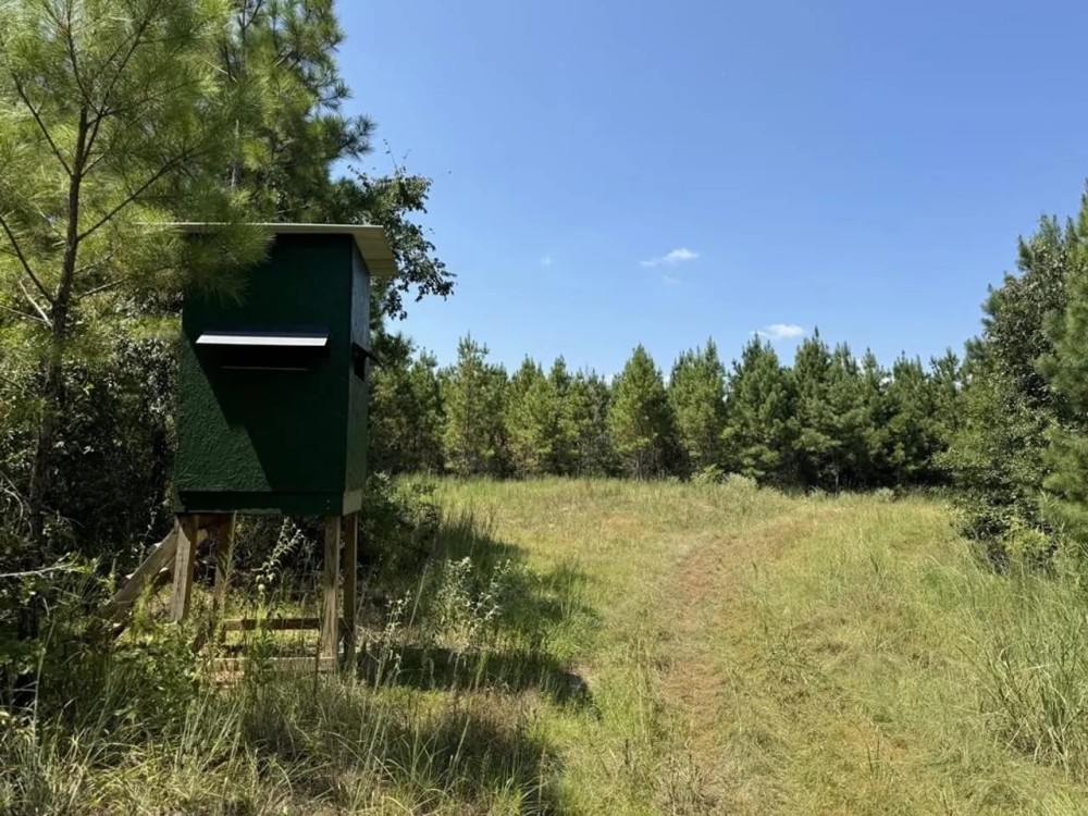 45 Acre Timberland Hunting Lincoln County South MS featured image
