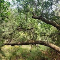 32 Filing 2 Ponderosa Hills images 5