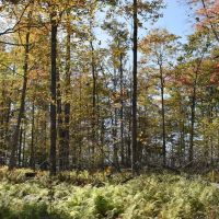 Buells Corners Beauty images 2