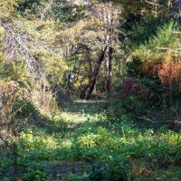 7.56 Acres of Recreational Rural Residential and Hunting Land For Sale in Pittsylvania County VA images 4