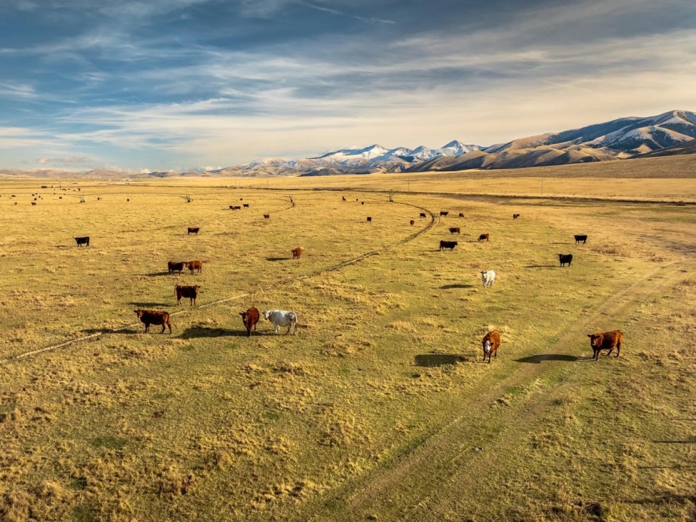 Elk Meadows Ranch featured image