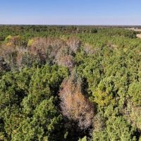 18.99 acres of Multi-Use Residential and Recreational Land For Sale in Duplin County NC images 4