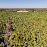 18.99 acres of Multi-Use Residential and Recreational Land For Sale in Duplin County NC images 5