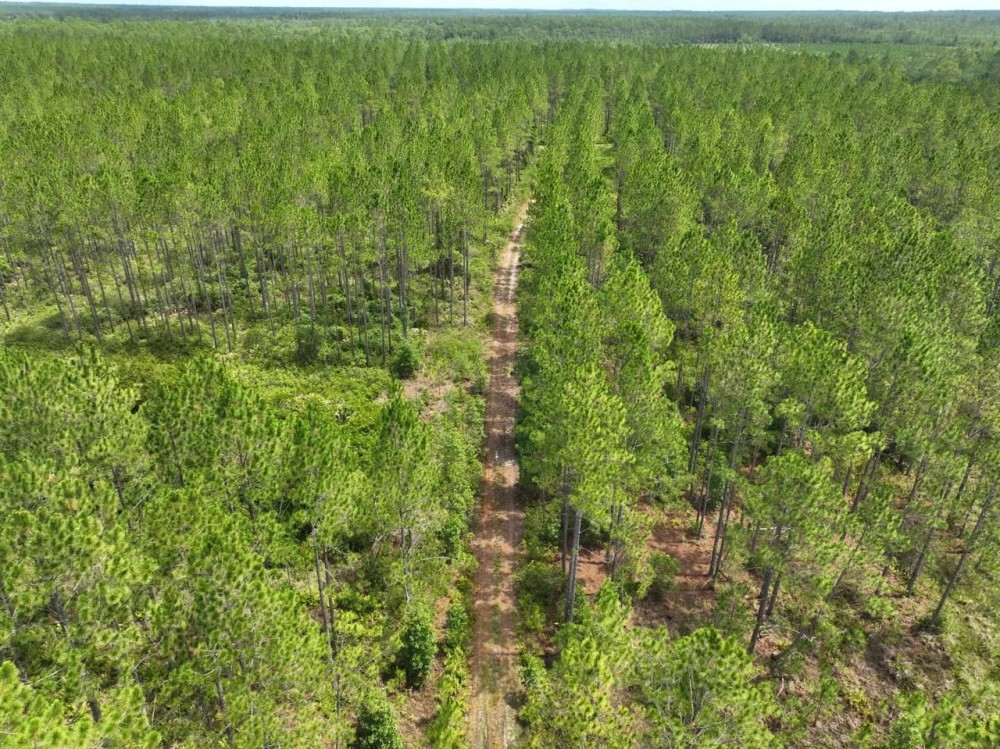 130 - Ac Recreational Timberland for Sale in Charlton County GA featured image