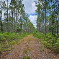 130 - Ac Recreational Timberland for Sale in Charlton County GA images 2