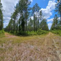 130 - Ac Recreational Timberland for Sale in Charlton County GA images 5