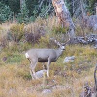 13 Timber Ridge at Cordova Pass images 3