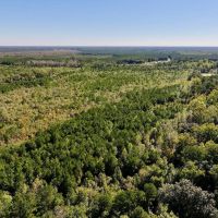 62 Acres of Recreational Timberland For Sale in Craven County NC images 4