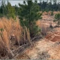 33.8 Acres in Calhoun in Pittsboro MS images 2