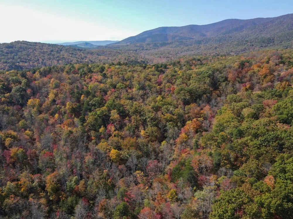 88 Acres of Recreational and Hunting Land For Sale in Patrick County VA featured image