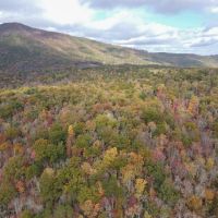 88 Acres of Recreational and Hunting Land For Sale in Patrick County VA images 2