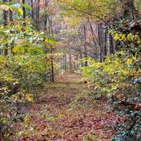 88 Acres of Recreational and Hunting Land For Sale in Patrick County VA images 5