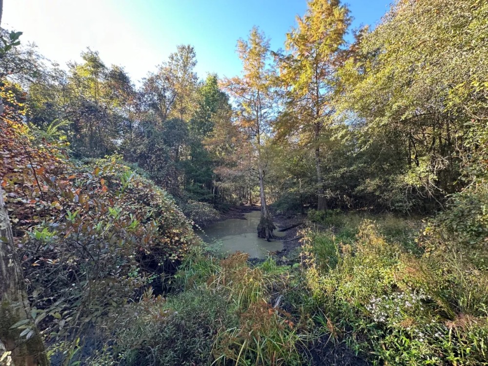 55.77 Acres in Lincoln County MS featured image