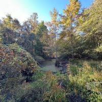 55.77 Acres in Lincoln County MS