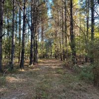 55.77 Acres in Lincoln County MS images 2