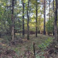 55.77 Acres in Lincoln County MS images 4
