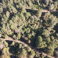 55.77 Acres in Lincoln County MS images 5