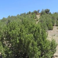 37 acres County Road Access no HOA POA images 3