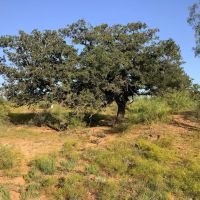 New Listing 32.45 - Acres Eastland County images 5