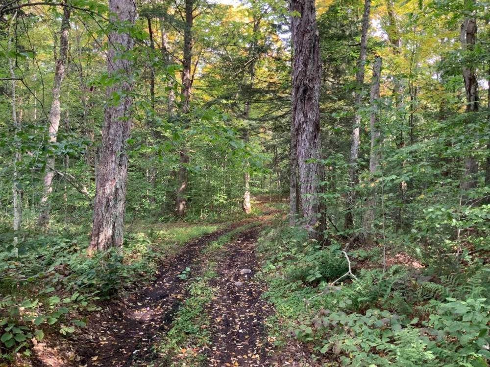 42 acres Adirondack Hunting Land Stratford NY featured image