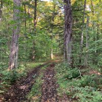 42 acres Adirondack Hunting Land Stratford NY