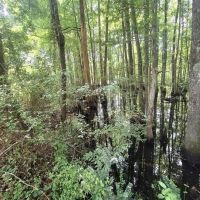Small Acreage in Summit MS for Sale images 2
