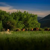 Dawson Elk Valley Ranch images 2