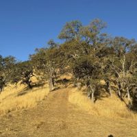 40-Acres of Hunting Recreational Land in Napa CA for Sale images 3