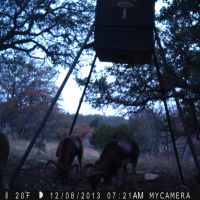 2014 Family friendly lease, Texas Hill Country, Exotics
