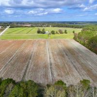 16.3 Acres of Agricultural and Timber Land For Sale in Pamlico County NC images 3