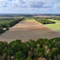 16.3 Acres of Agricultural and Timber Land For Sale in Pamlico County NC images 5