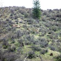 Grimes Pass Land images 2